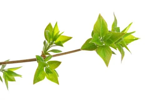 Branch lilac tree Stock Photos