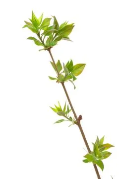 Branch lilac tree with spring buds isolated on white Stock Photos