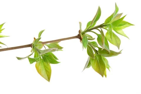 Branch lilac tree with spring buds isolated on white Stock Photos