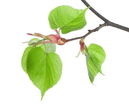 Branch lime Stock Photos