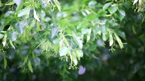 Branch of linden tree in fool bloom on a summer day. Stock Footage 317755214