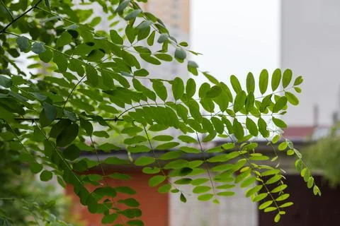 Branch of the locust tree on a blurred background of buildings Stock Photos