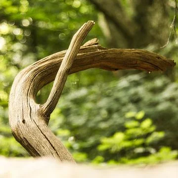 Branch looking like an alien Foto stock