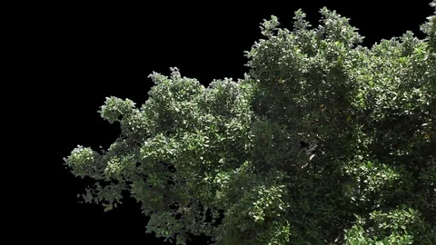 Branch Loop with alpha 01 Stockbeeldmateriaal 113334702