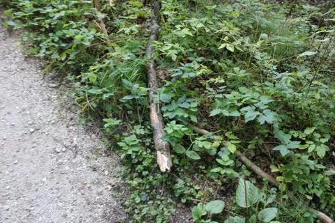 Branch lying in the grass in the forest Stock Photos