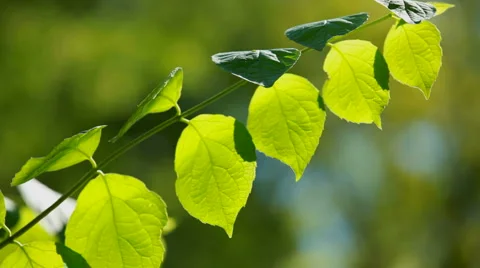 Branch with many leaves Stock Footage 1457268