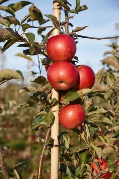 Branch with many red apples Foto stock