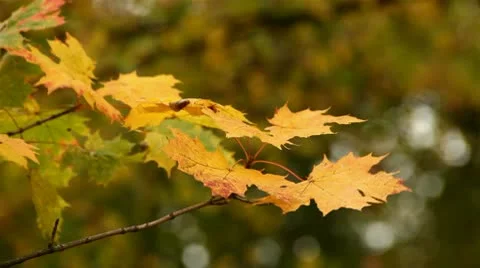 Branch of maple autumn leaves 스톡 동영상 8994470