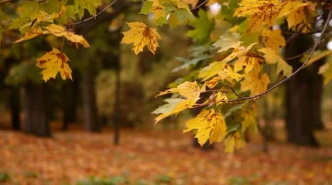 Branch of maple autumn leaves Stock Footage 8994574
