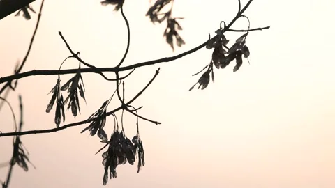 A branch of a maple close up, 4K slomo Stock Footage 170832436