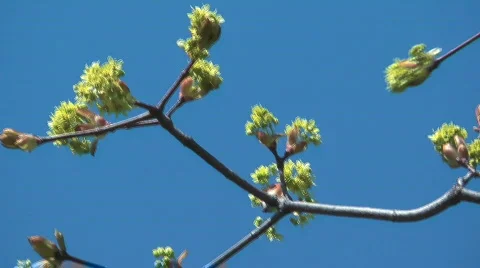 The branch of maple. Stock Footage 710860