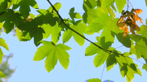 Branch of maple leaves Stock Footage 861813