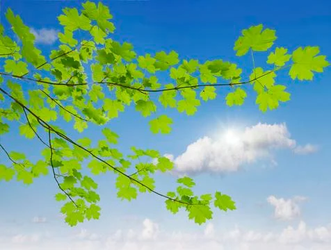 Branch of maple Stock Photos