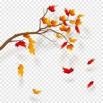 Branch of maple tree, autumn leaf fall. Autumn realistic vector illustration on Stock Illustration