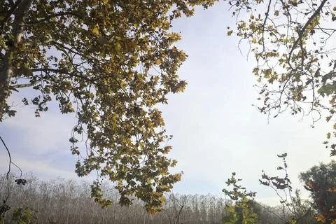 Branch of a maple tree in autumn Stock Photos