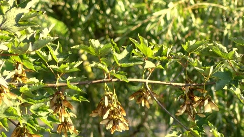 Branch of a maple tree in autumn with samaras - little wind, sunny Stock Footage 141276037