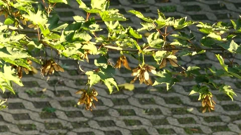 Branch of a maple tree in autumn with samaras - little wind, sunny Stock Footage 141282752