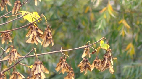 Branch of a maple tree in autumn with samaras - little wind, sunny Stock Footage 147501416