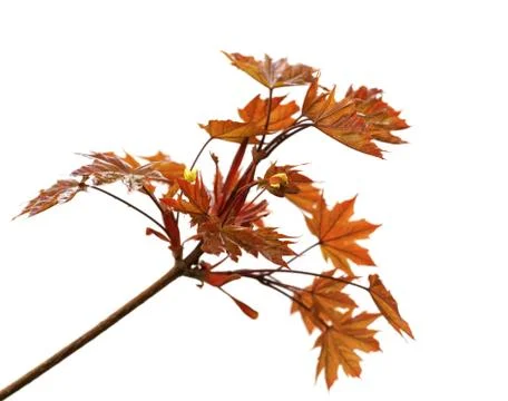 Branch of maple tree with dark red maple-leafs Stock Photos