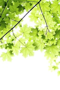 Branch of the Maple tree isolated on white Stock Photos