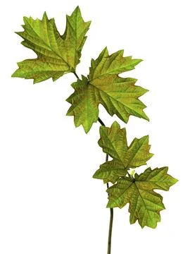 Branch of maple tree with maple-leafs isolated on white background Foto stock