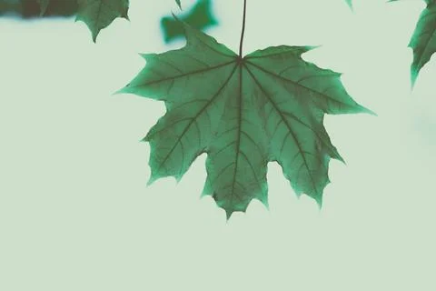 Branch of the Maple tree Stock Photos