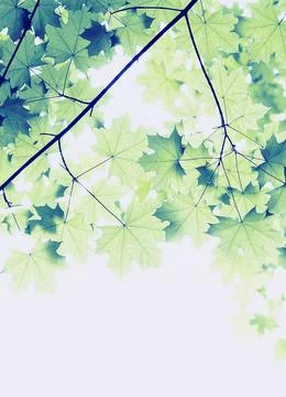 Branch of the Maple tree Foto stock