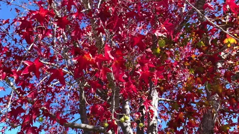 Branch of maple tree with red autumn leaves, sunny fall floral background Stock Footage 251986146