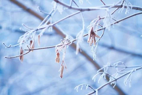 Branch of maple tree with seeds Stock Photos