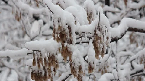 Branch of a maple tree in the snow Stockbeeldmateriaal 25877309