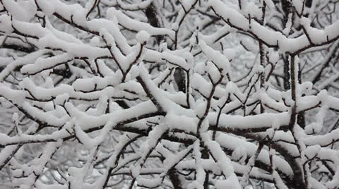 Branch of a maple tree in the snow, it is snowing Video stock 25877293