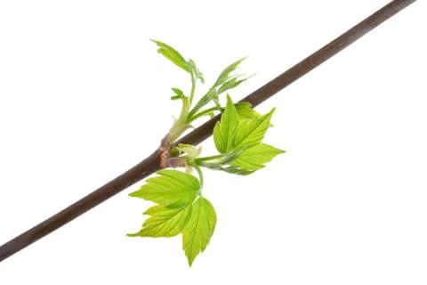 Branch maple tree with spring buds isolated on white Stock Photos