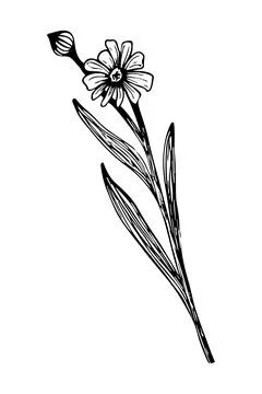 A branch of a meadow flower. Vector linear botanical illustration. Realistic  Stock Illustration