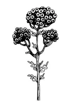 A branch of a meadow flower. Vector linear botanical illustration. Realistic  Stock Illustration