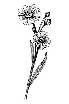 A branch of a meadow flower. Vector linear botanical illustration. Realistic  Stock-Illustration