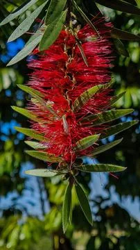 Branch of Melaleuca viminalis Stock-Fotos