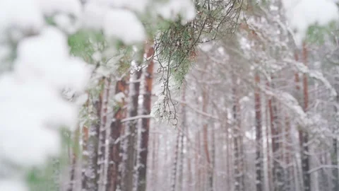 A branch with melted dripping snow close-up. Stock Footage 233291504