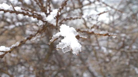 Branch with melting snow on it Stock-Footage 86857137