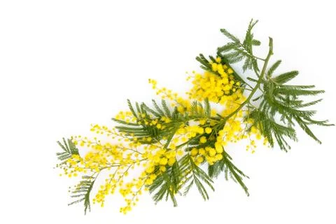 Branch of mimosa. Stock Photos