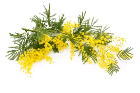 Branch of mimosa. Stock Photos
