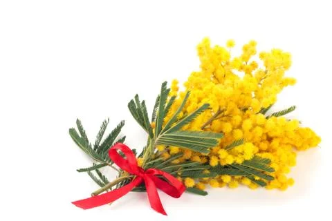 Branch of mimosa. Stock Photos