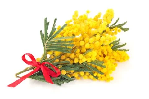 Branch of mimosa. Stock Photos