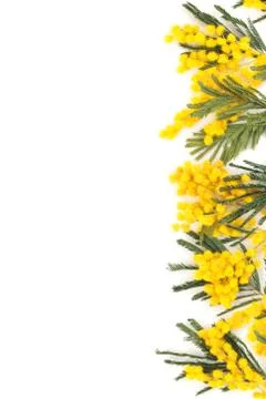Branch of mimosa. Stock Photos