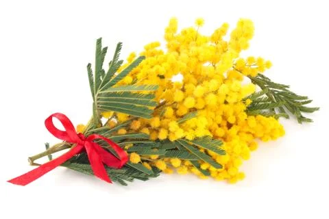 Branch of mimosa. Stock Photos