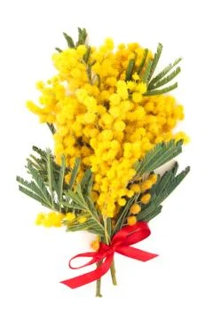 Branch of mimosa. Stock Photos