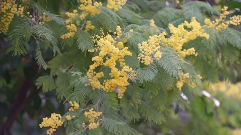 A branch of mimosa sways in the wind. Video 4K Stock Footage 170247903