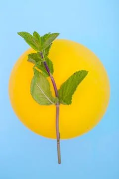Branch of Mint on the background of a blue circle Stock Photos
