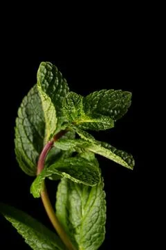 A branch of mint on a black background. Stock Photos