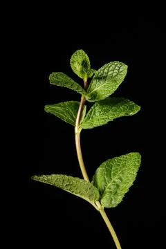 A branch of mint on a black background. Stock Photos