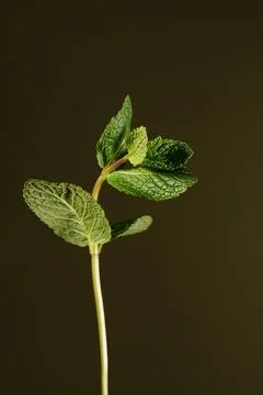 A branch of mint on a dark green background. Stock Photos